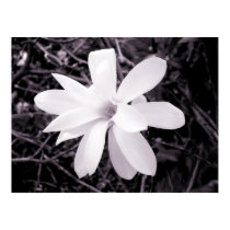 Magnolia posters by artberry Magnolia posters