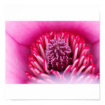 flower, magnolia, garden