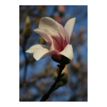 Magnolia posters by Photojunky Magnolia posters