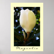 Magnolia Poster