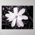 Magnolia Poster