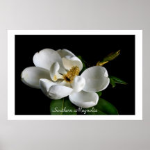 Magnolia Poster