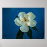 Magnolia Print