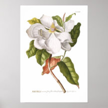 Magnolia. Posters