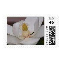 Magnolia Rain Macro stamps