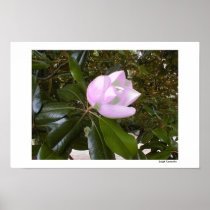 Magnolia Rose Posters