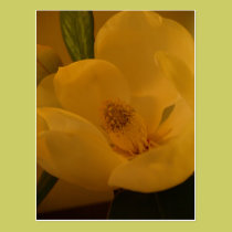 "Magnolia Sateen" Postcard postcards
