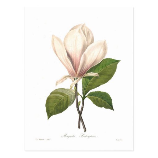 Magnolia soulangiana post card