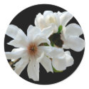 Magnolia Stellata Envelope Seal Sticker
