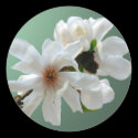 Magnolia Stellata Envelope Seal Sticker