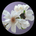 Magnolia Stellata Envelope Seal Sticker