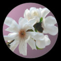 Magnolia Stellata Envelope Seal Sticker