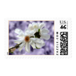Magnolia Stellata Event And Wedding Stamps
