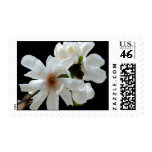 Magnolia Stellata Event And Wedding Stamps