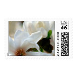 Magnolia Stellata Event And Wedding Stamps Medium