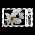 Magnolia Stellata Event And Wedding Stamps