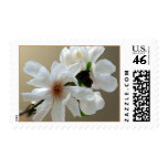 Magnolia Stellata Event And Wedding Stamps