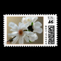 Magnolia Stellata Event And Wedding Stamps
