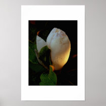 Magnolia Sunrise Posters
