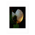 Magnolia Sunrise posters by bhbphotos Magnolia Sunrise posters