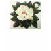 Ladies Baby Doll (Fitted)
