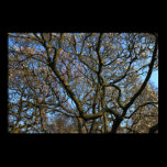 Magnolia Tree Branches posters