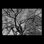 Magnolia Tree Branches posters