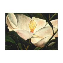 magnolia tree flower stretched canvas prints
