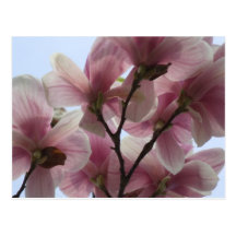 Magnolia Tree in Bloom Postcard