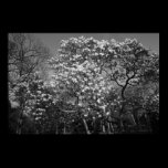 Magnolia Tree in Blossom (B&W) posters