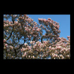 Magnolia Tree in Blossom posters
