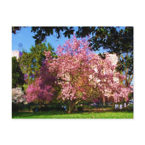 magnolia tree. Magnolia Tree Postcard from