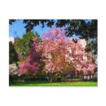 arbor, day, sacramento, california, saucer,