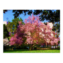 Magnolia Tree Postcard