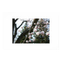 Magnolia Tree posters by melysaduffy Magnolia Tree posters