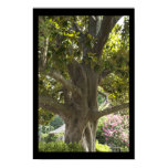 Magnolia Tree Poster Print
