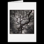 Magnolia Trees in Blossom cards