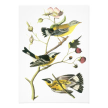 Magnolia Warbler, John Audubon Custom Invites