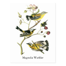 Magnolia Warbler, John Audubon Postcards