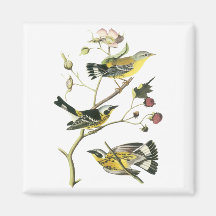 Magnolia Warbler, John Audubon Refrigerator Magnet