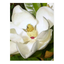 Magnolia White Post Cards