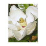 magnolia, white magnolia, white flower, pretty