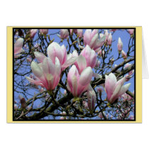 Magnolia x soulangeana flowers greeting cards