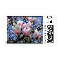 Magnolia x soulangeana flowers stamp