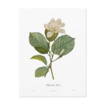 Magnolia yulan post cards