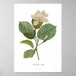 Magnolia yulan posters