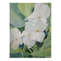 Magnolias postcard