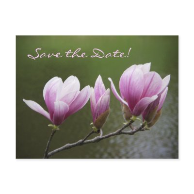 Magnolias, Save the Date! Postcard