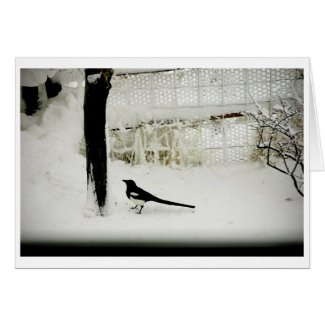 Magpie in snow art photo Card card