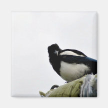 Magpie Magnet
